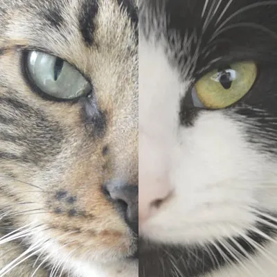 Tous Toorn Cats profile