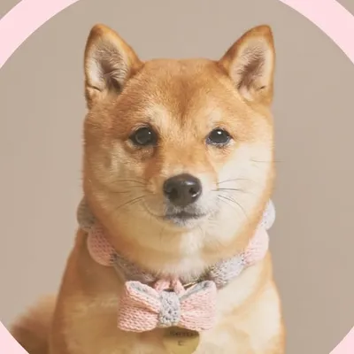 豆柴とやまるこ profile