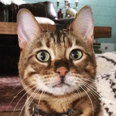 Pippa the Toyger ๐ profile