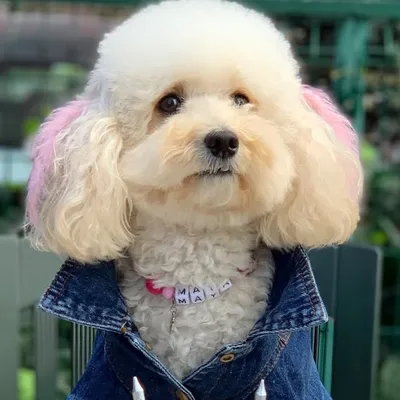 Maya Erdem🐾 profile
