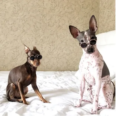 Дарья💁🏼♀️ , Петр🐒, Анатолий🐶Теперь еще кот Валера 🐈⬛🙄 profile
