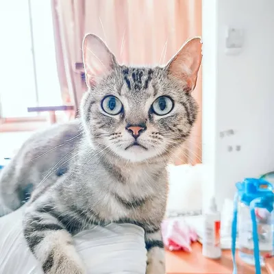 貓狗a奴才 taiwan|景點|美食|空拍 profile
