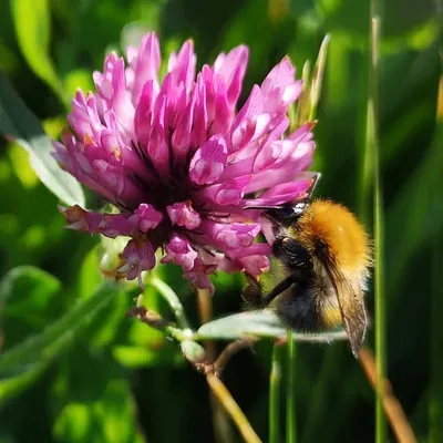 Wildlife Biology profile