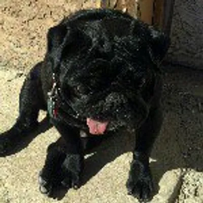 travis pug profile