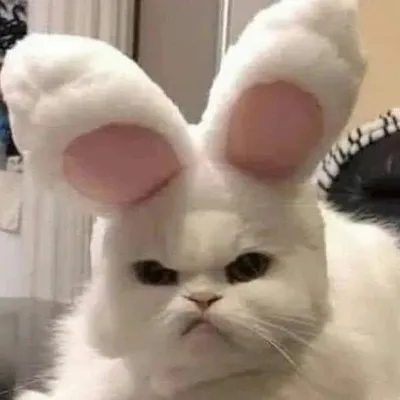 ๐ฝ๐๐ค ๐๐ง๐๐ข | ๐๐ฉ๐ช๐๐ฎ | ๐๐๐ ๐ ๐ฃ๐ค๐ฉ๐ profile