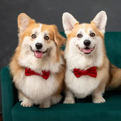 Koa & Griffin profile