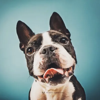 Trinity The Boston Terrier profile