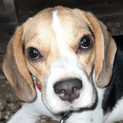 TukTuk 🐶 profile
