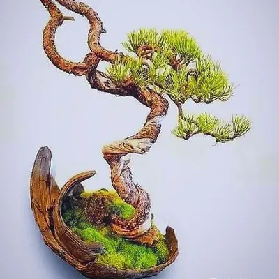Tropical Heritage Bonsai profile