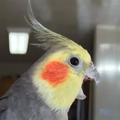 Trouble profile