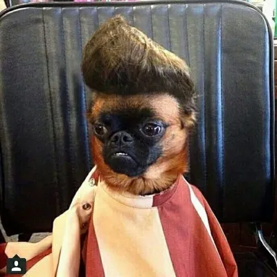 The Real Shit profile