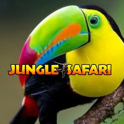TRUCK SAFARI PANAMA TOUR ๐ต๐ฆ profile