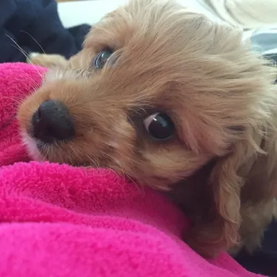 Truffle | Toy Cavoodle ๐๐พโค๏ธ profile