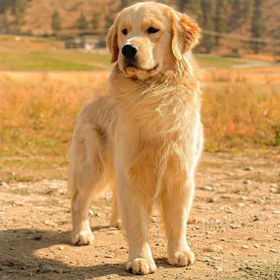 Tsillan Goldens profile
