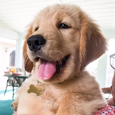 TUCKER | The Golden Retriever profile