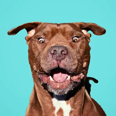 Diego (THE Tuff Sausage) profile