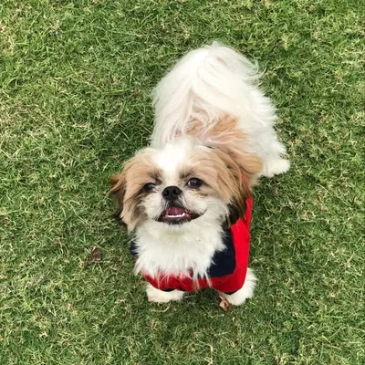 Tuffy ๐ถ profile