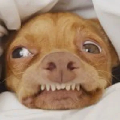 Tuna {breed:chiweenie} profile