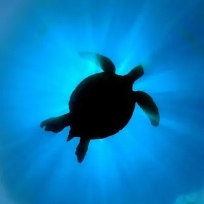 Turtles Of Instagram profile