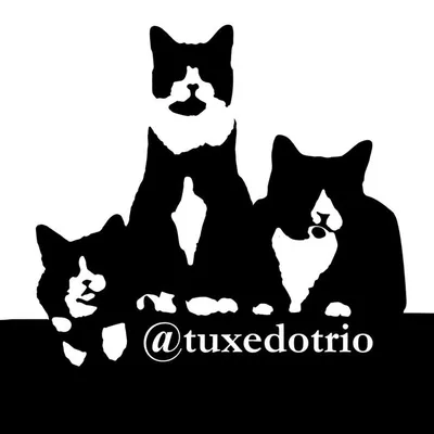 Ben, Jack & Hugo | Tuxedo Cats profile