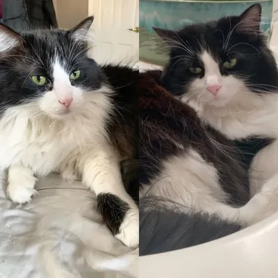 Fluffy Tuxie Cats of the World profile