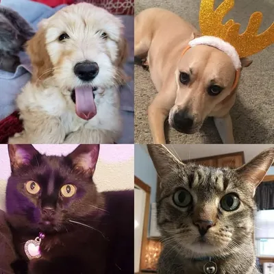 The Wyckoff's and Pets profile