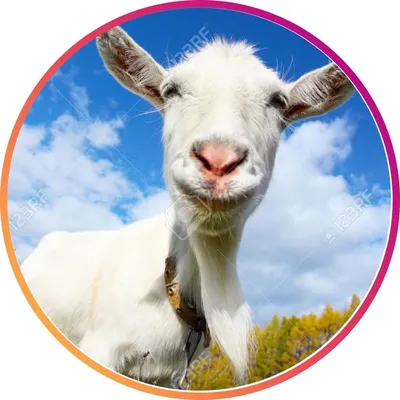 Tweet Goat profile
