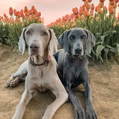 Lacy & Ellie | exploring Oregon & beyond profile