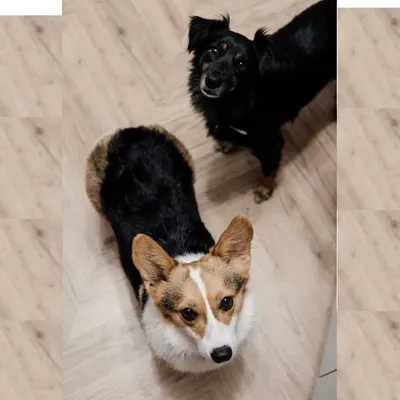 Buckley & Sushi profile