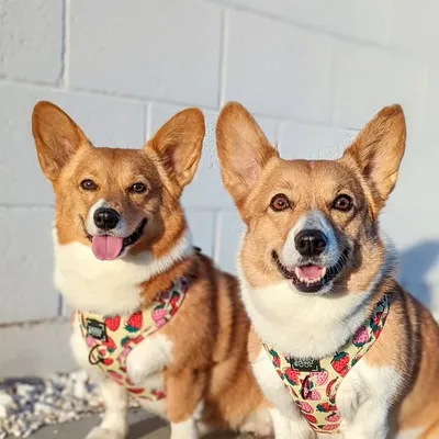 ๐๐ผ๐ฟ๐ด๐ถ ๐๐ฎ๐ฟ๐น๐ฒ๐ & ๐๐๐ฏ๐ฏ๐น๐ฒ๐ profile