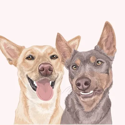 MIGGY & ARGO THE KELPIE DUO profile