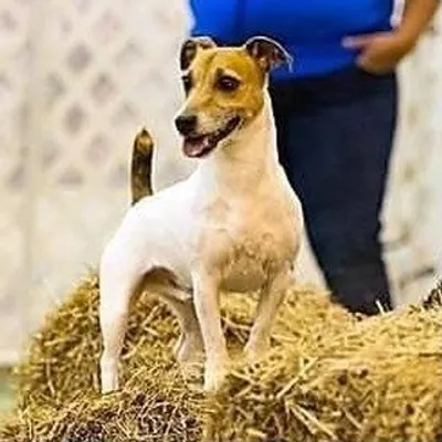 Texas Rat Masters profile