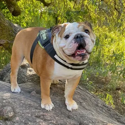 Tyson profile