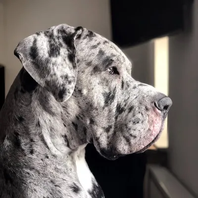 Udo the Great Dane profile