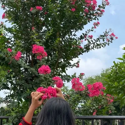 Shabana profile