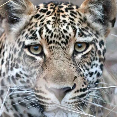 UliHB | Wildlife profile