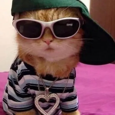 cat memes profile