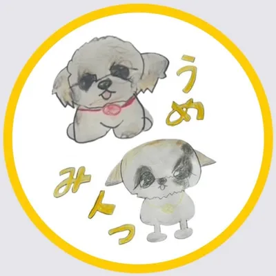 シーズーのうめ&みんつ profile