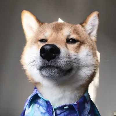🐶Fricko the Shiba Inu🐶 profile