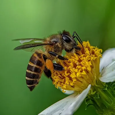 Pakchik Kashah profile