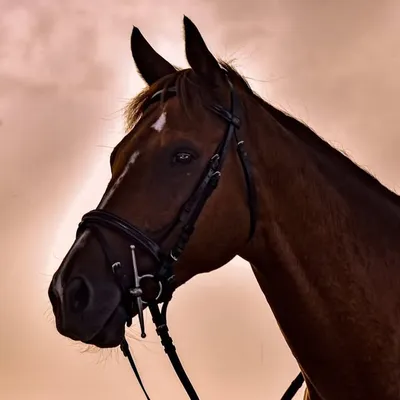 Une Cavalière Française 🇫🇷 profile