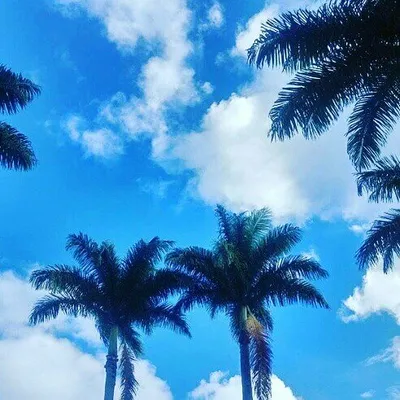 Unlimited Hawaii profile