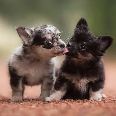 dogs of instagram profile