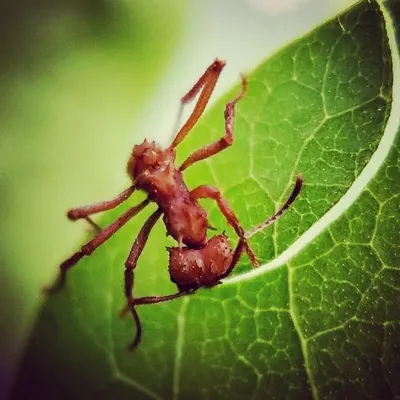 Uraniium Ants profile