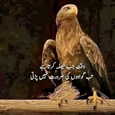 urdu_sharii profile