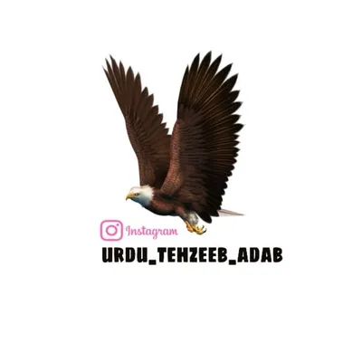 ادبTehzeebاردو profile