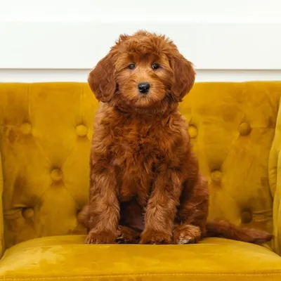 Utah Goldendoodles