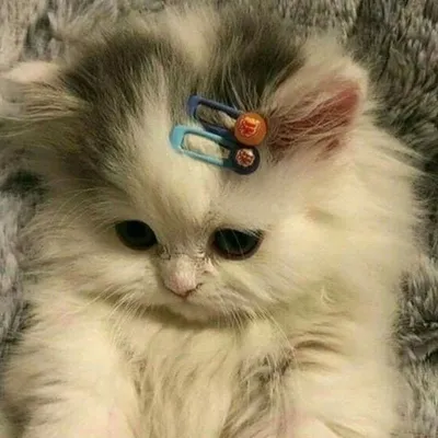 ملائكية 💕💕 profile