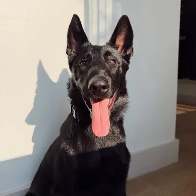 Vader the Maligator profile