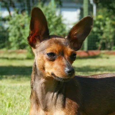 🐕Вафелька🐕 Русский Той Терьер profile